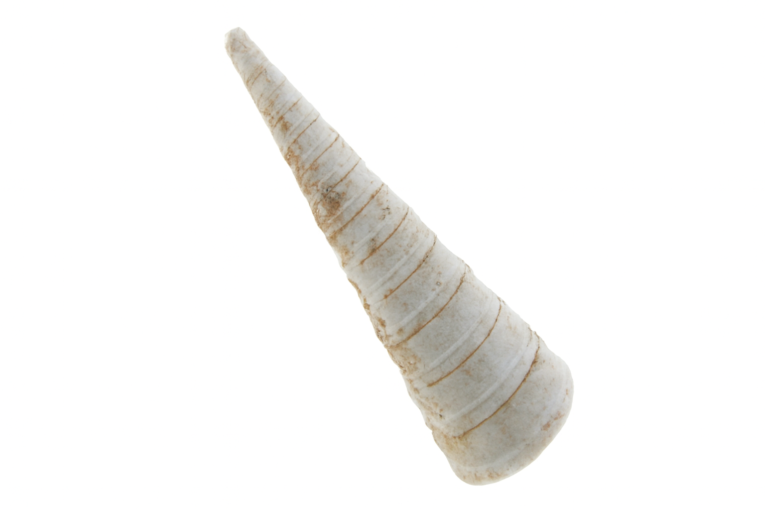 Turritella iredalei
