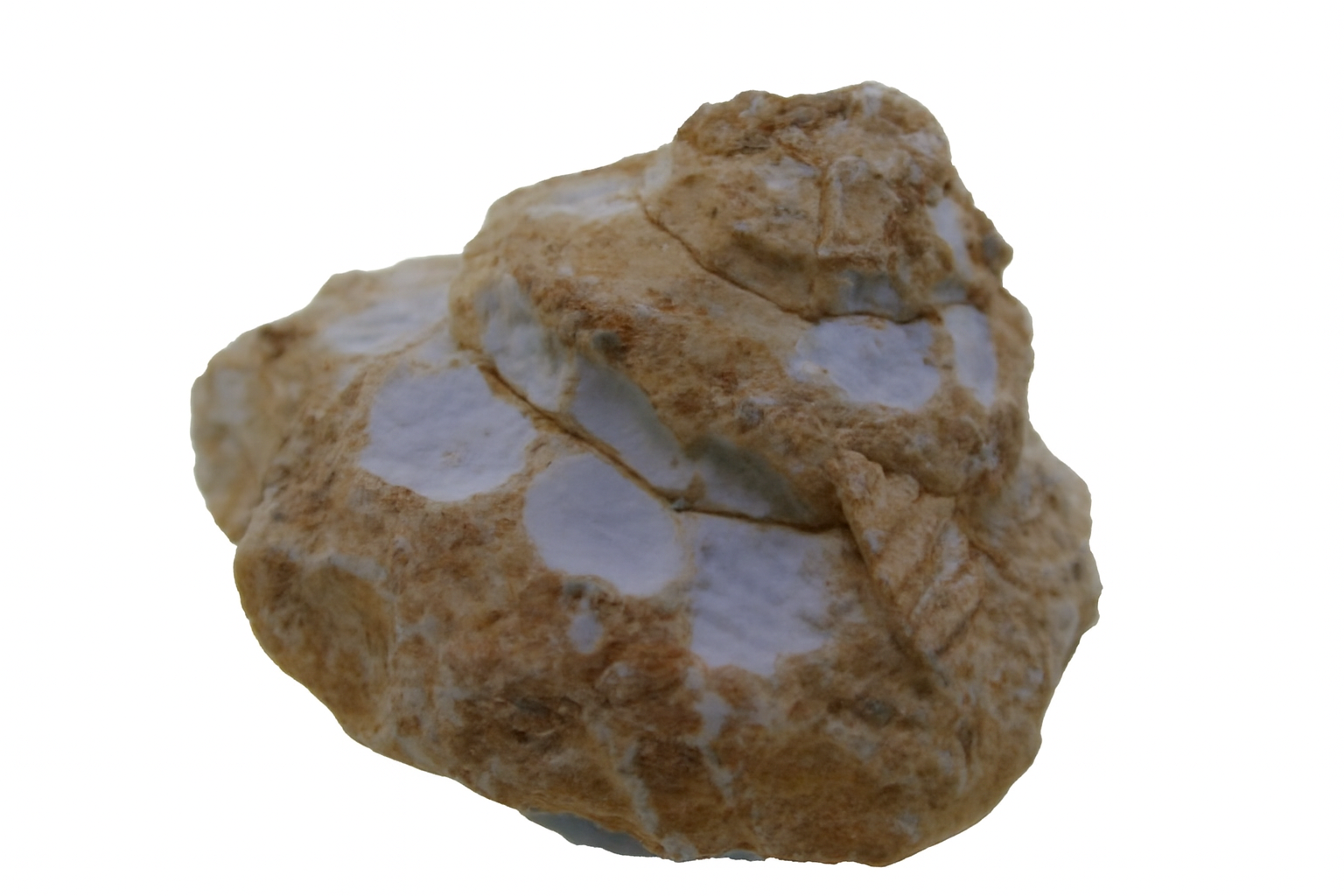 Xenophora neolelenica