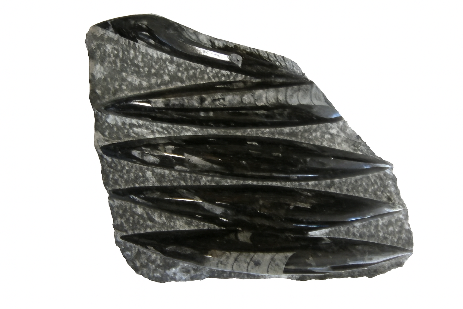  Pecked Orthoceras.
