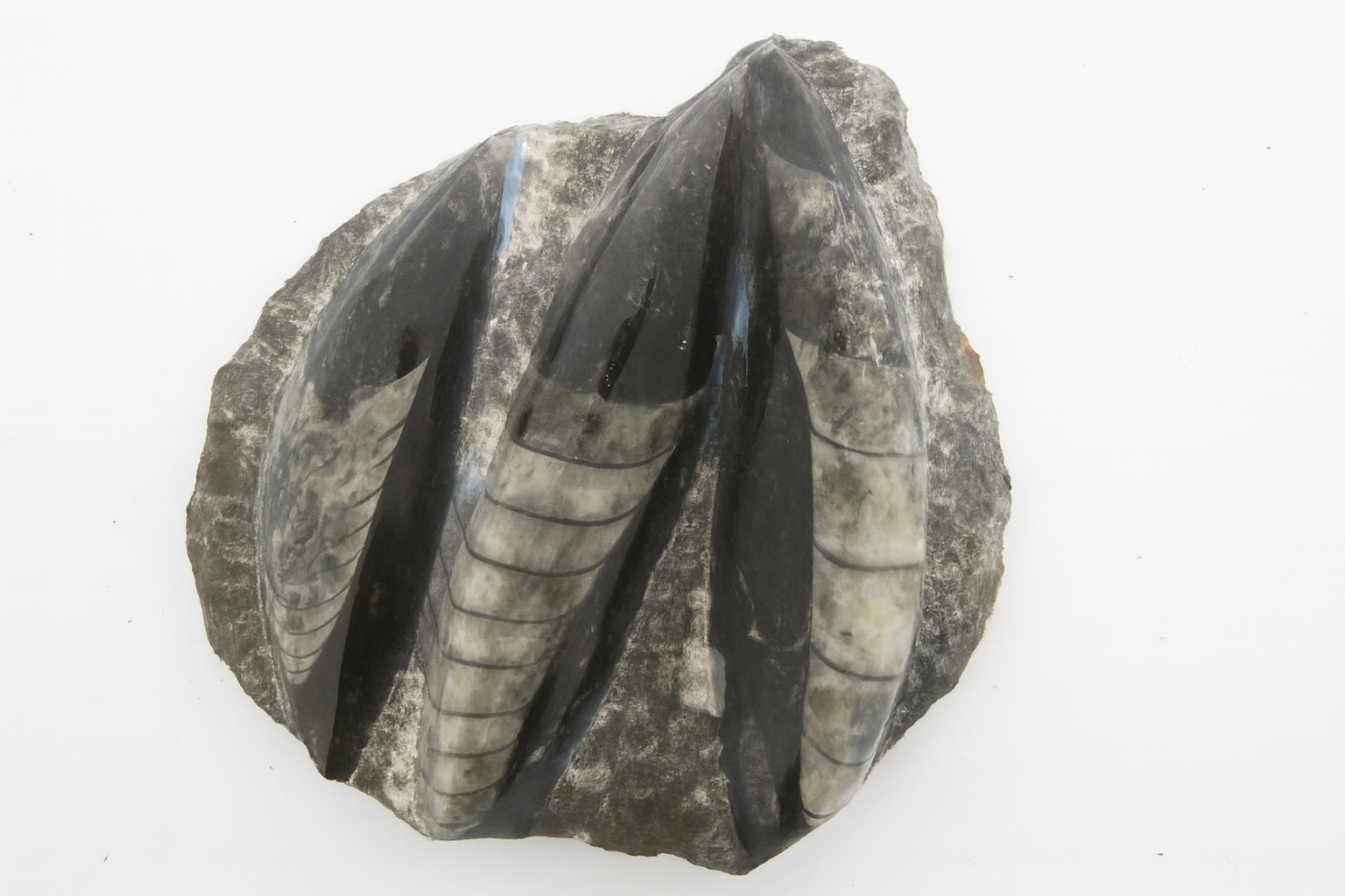  Pecked Orthoceras.