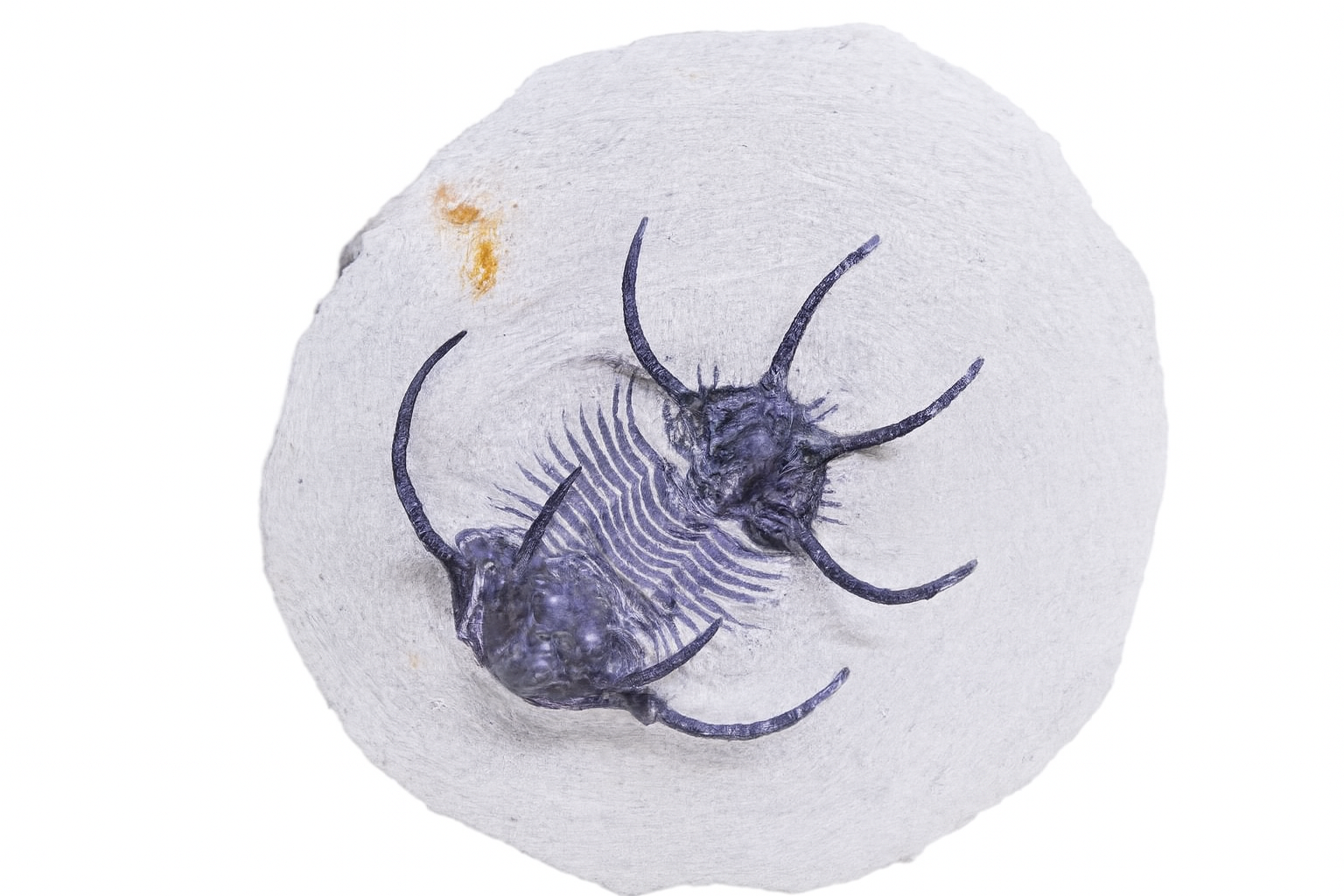 Trilobites