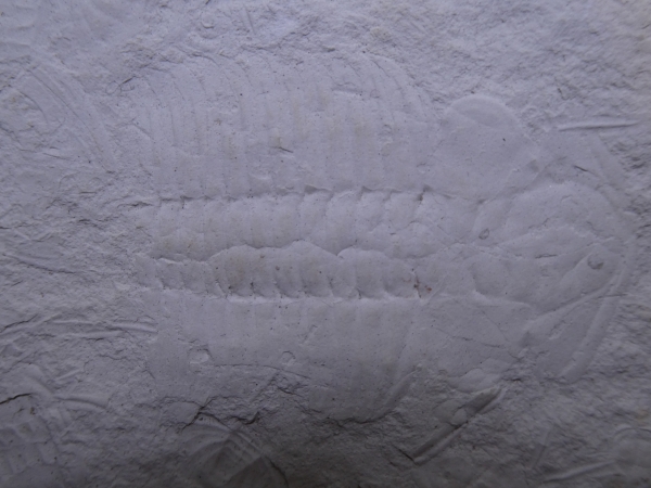 xystridura