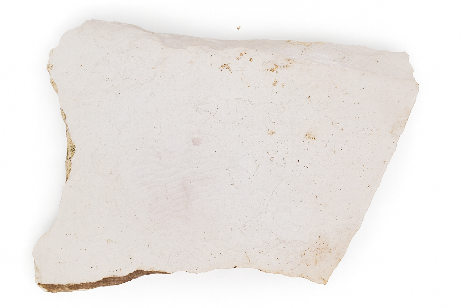 xystridura